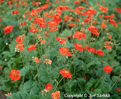  Geum coccineum 